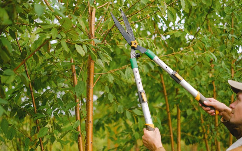 Tree trimming in Weeping Water, NE